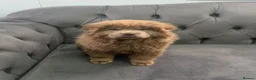 Chow Chow dogs for sale: Stunning rare lilac chow chow male puppy for sale  - Advert 8
