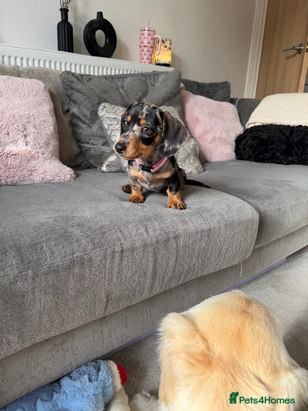 Miniature Dachshund dogs for sale: 🌼 Daisy 🌼  - Advert 2