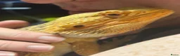 Bearded Dragon reptiles for sale: Bearded dragon male - Advert 4