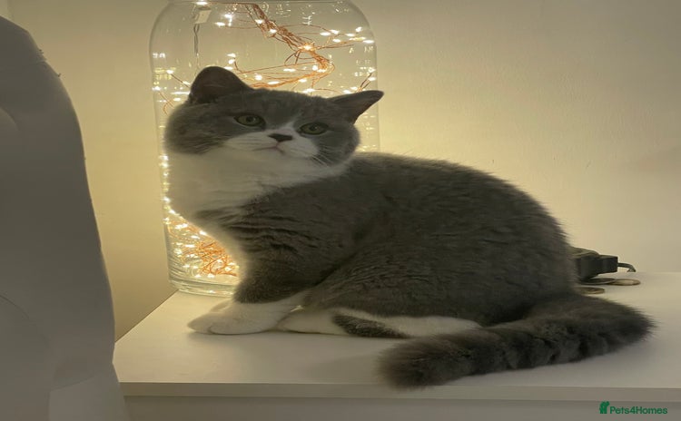 British Shorthair cats GCCF Adorable British Shorthair Companions - Advert 7