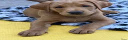 Labrador Retriever dogs for sale: Duel purpose Labrador  - Advert 17
