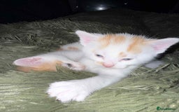 Mixed Breed cats for sale: Black and white kitten - Image 9