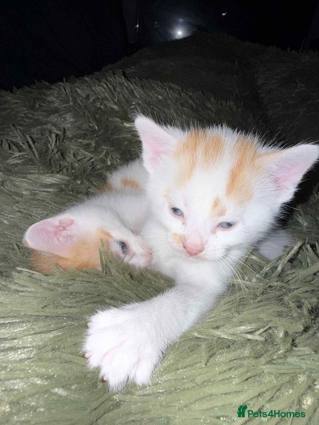 Mixed Breed cats for sale: Black and white kitten - Image 9