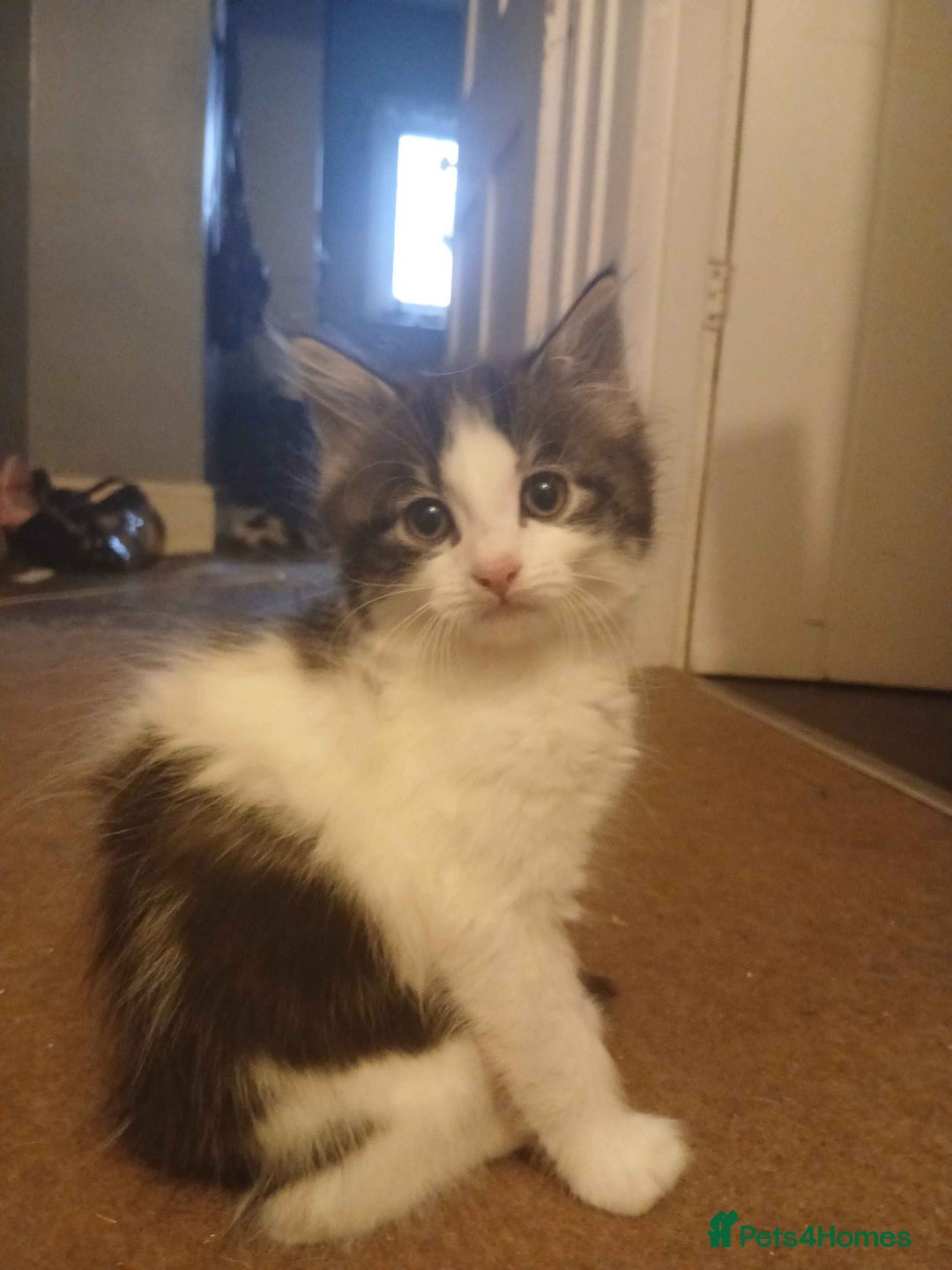 Mixed Breed cats for sale: Two kittens for sale (1 male, 1 fem) - Advert 1