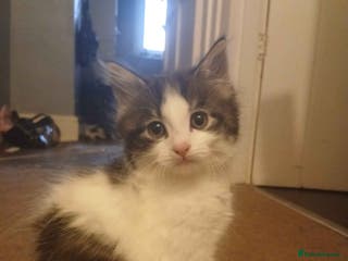 Mixed Breed cats Two kittens for sale (1 male, 1 fem) - Advert 2