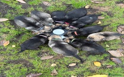 German Shepherd dogs for sale: 10 amazing german shepherd puppies - Advert 1