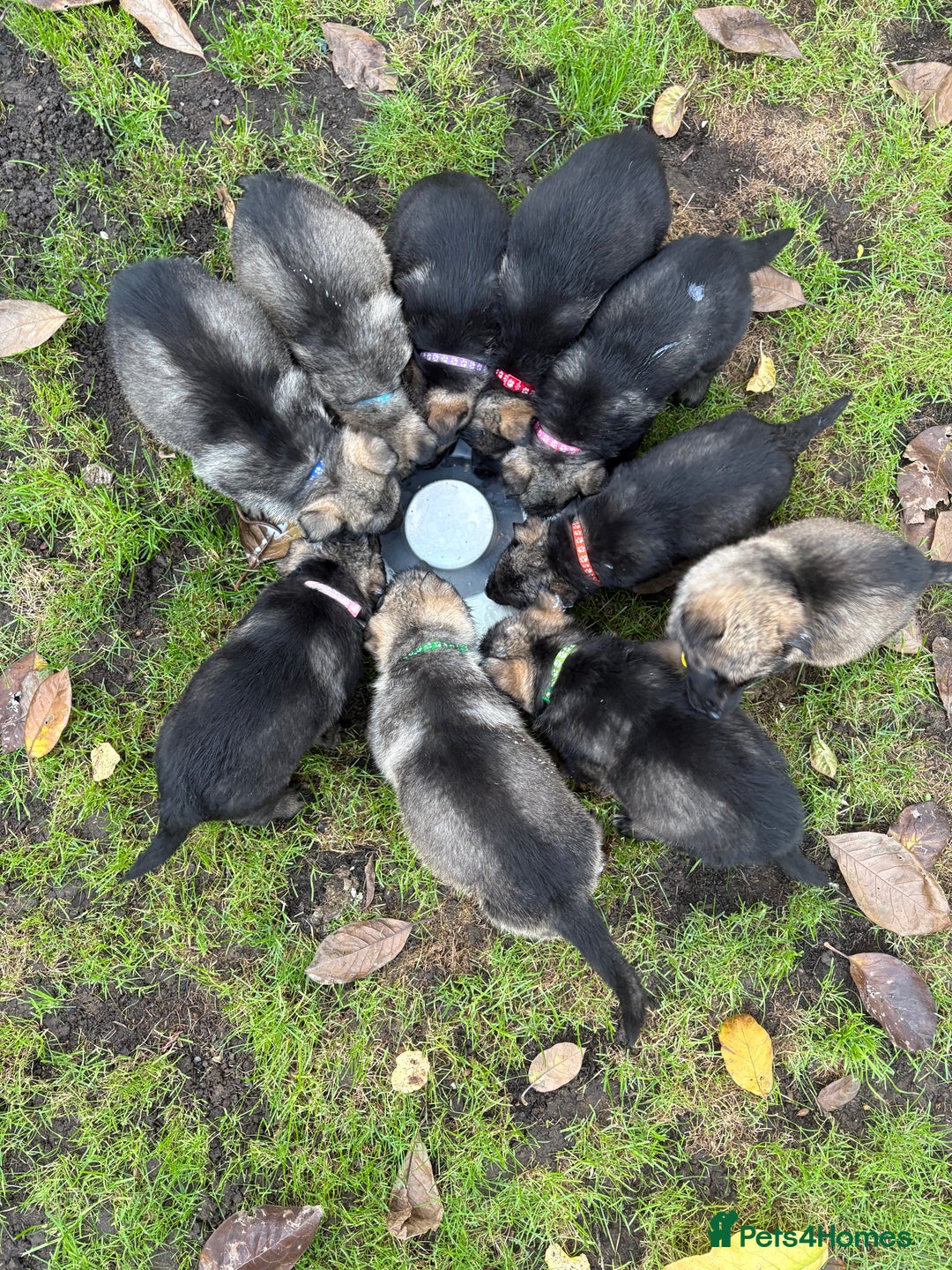 German Shepherd dogs for sale: 10 amazing german shepherd puppies - Advert 1