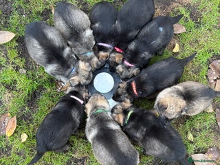 German Shepherd dogs for sale: 10 amazing german shepherd puppies - Advert 1