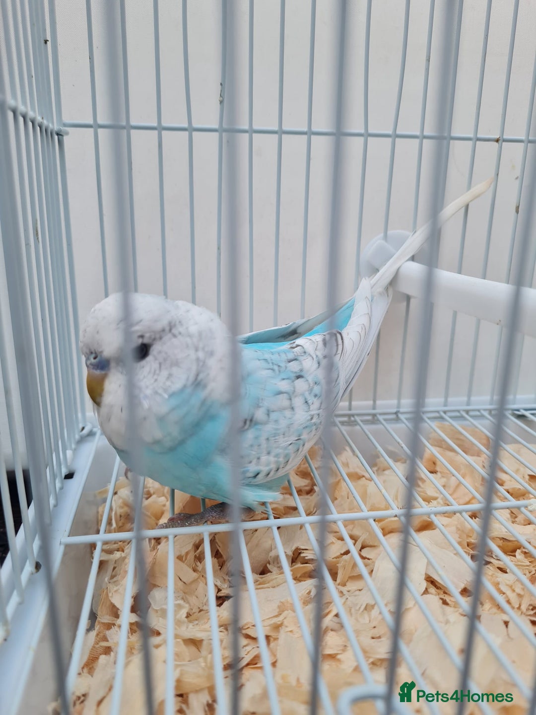 Budgerigars birds for sale: Lovely young budgies for sale Various colours  - Image 8