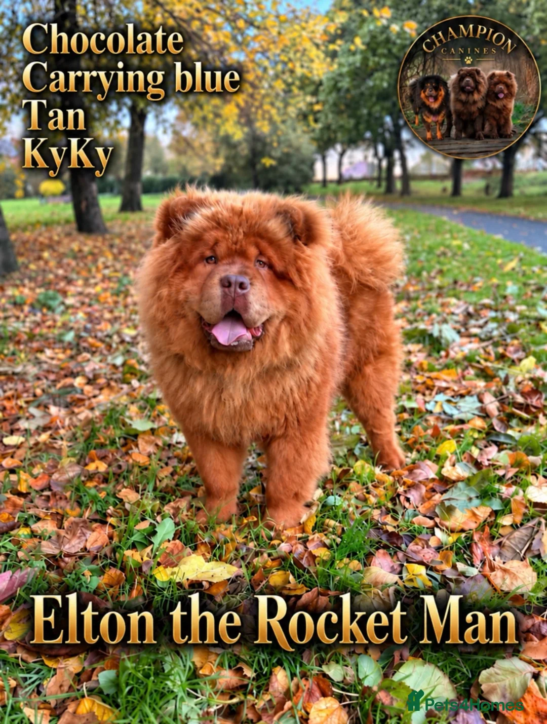 Chow Chow dogs for stud: Elton RocketMan-Chocolate Chow Available For Stud  - Advert 1