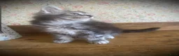 Maine Coon cats for sale: Full Maine Coon Russian Maine coon Kittens Males  - Advert 9