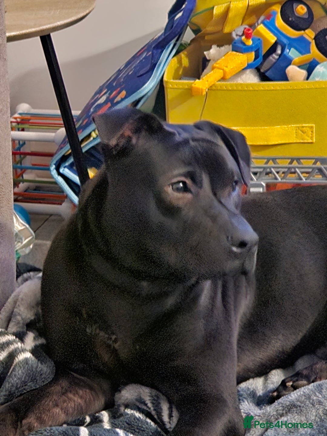 Mixed Breed dogs for sale: Mixed breed for sale - Advert 7