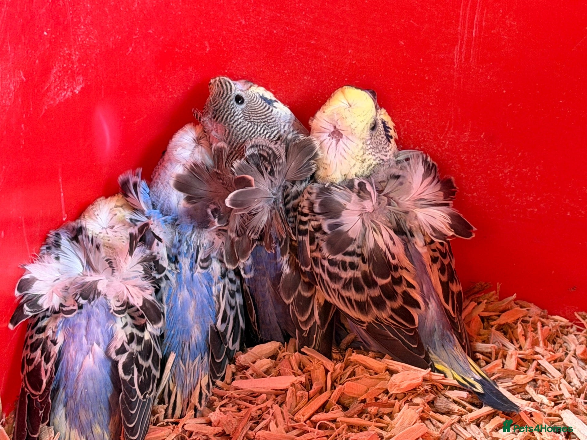 Budgerigars birds Hagoromo budgies for sale  - Advert 13