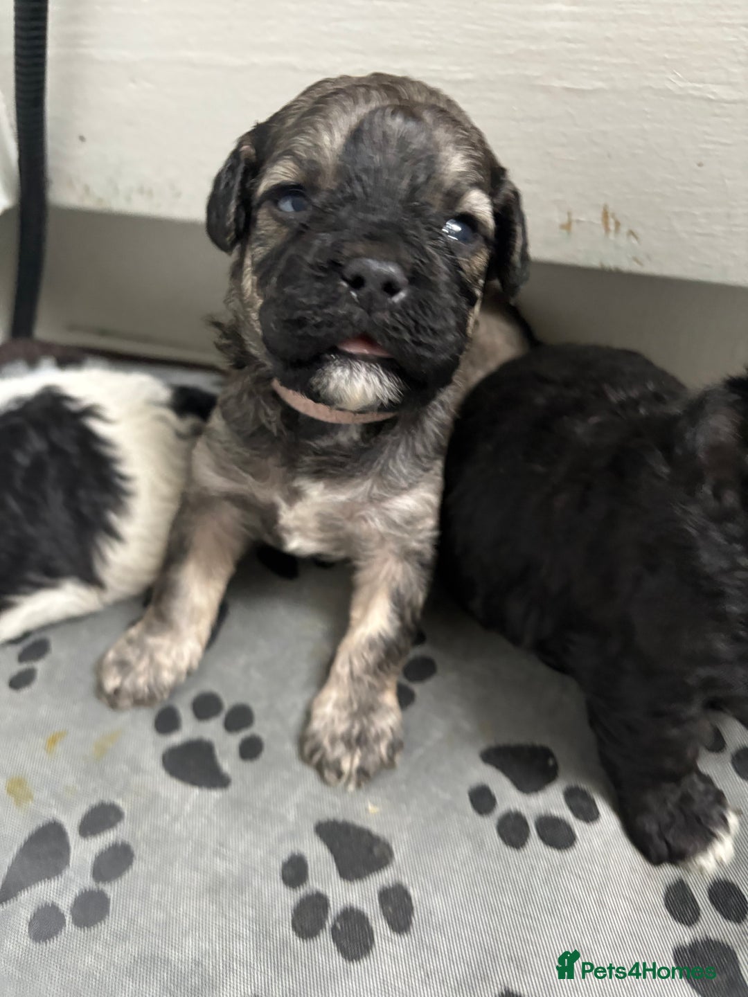 Mixed Breed dogs for sale: 6 beautiful Shihpoo + cotton de Tulear puppies - Image 6