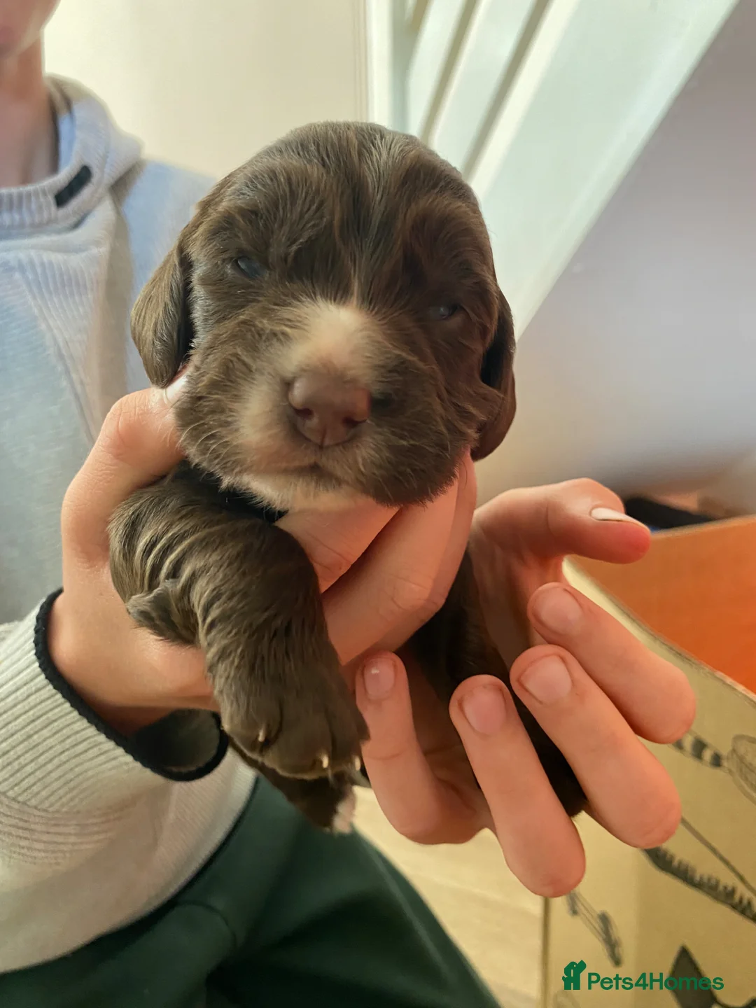 Sprocker dogs for sale: Beautiful Working Cocker Pups  - Advert 18