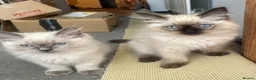 Ragdoll cats for sale:   READY NOW: Fluffy Blue-Eyed Ragdoll Boy! 💙 in Willenhall - Advert 7