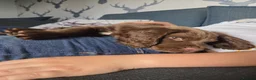 Sprocker dogs for sale: Sprocker boy available  - Advert 7