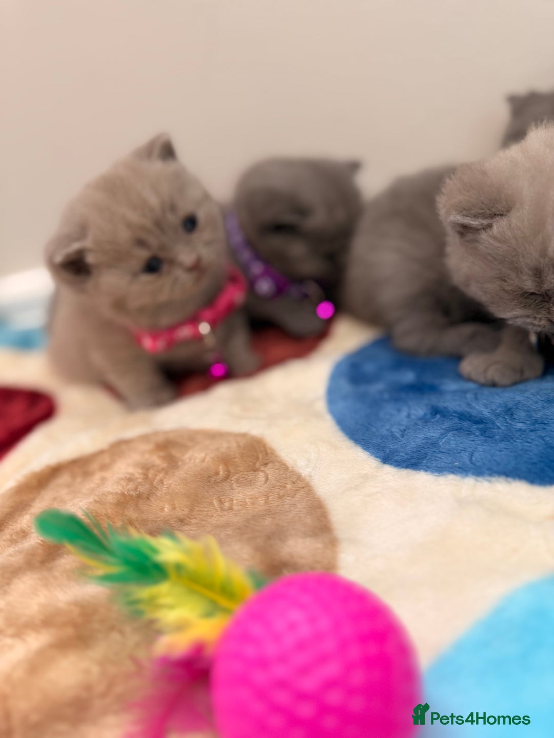 British Shorthair cats for sale: Beautiful big British Shorthair Kittens - Advert 19