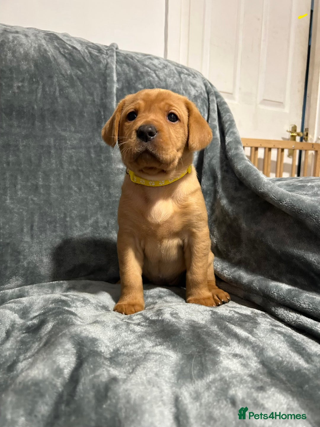 Labrador Retriever dogs for sale: 5 Pedigree KC Reg Fox Red Labs ready NYE  - Advert 9