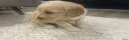 Double Doodle dogs for sale: Beautiful Double Doodles  - Advert 7