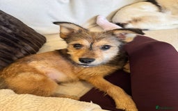 Mixed Breed dogs for adoption: Sweet sugar  - Image 5