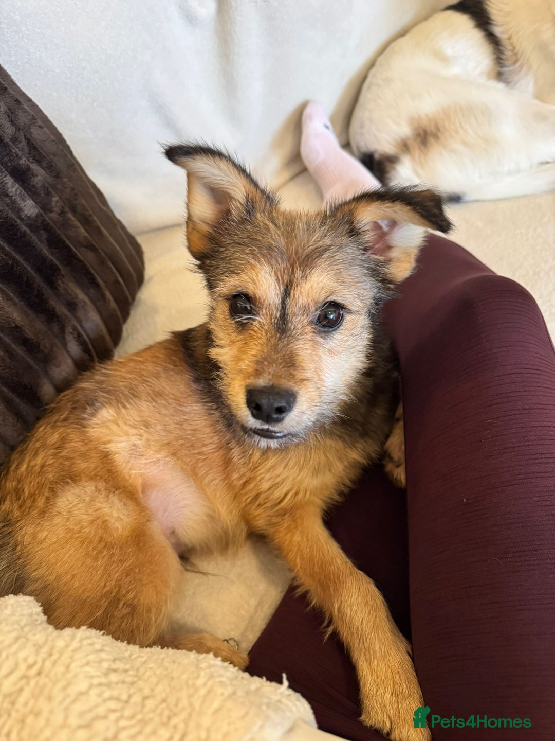Mixed Breed dogs for adoption: Sweet sugar  - Image 5