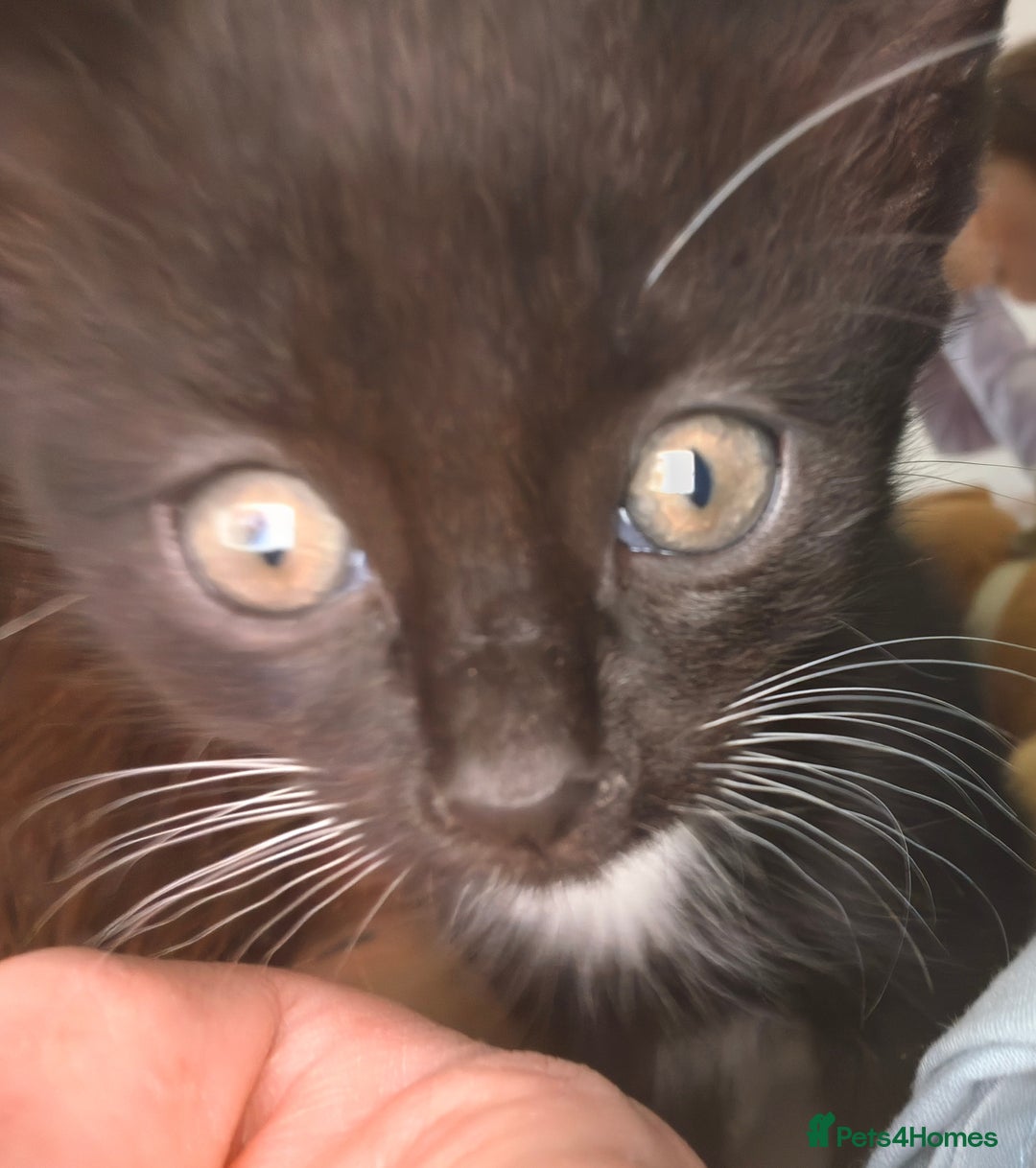 Mixed Breed cats for sale: 8 weeks old Kitten, Female - Image 19