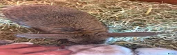 Mini Lop rabbits for sale: Mini lop babies - Advert 3