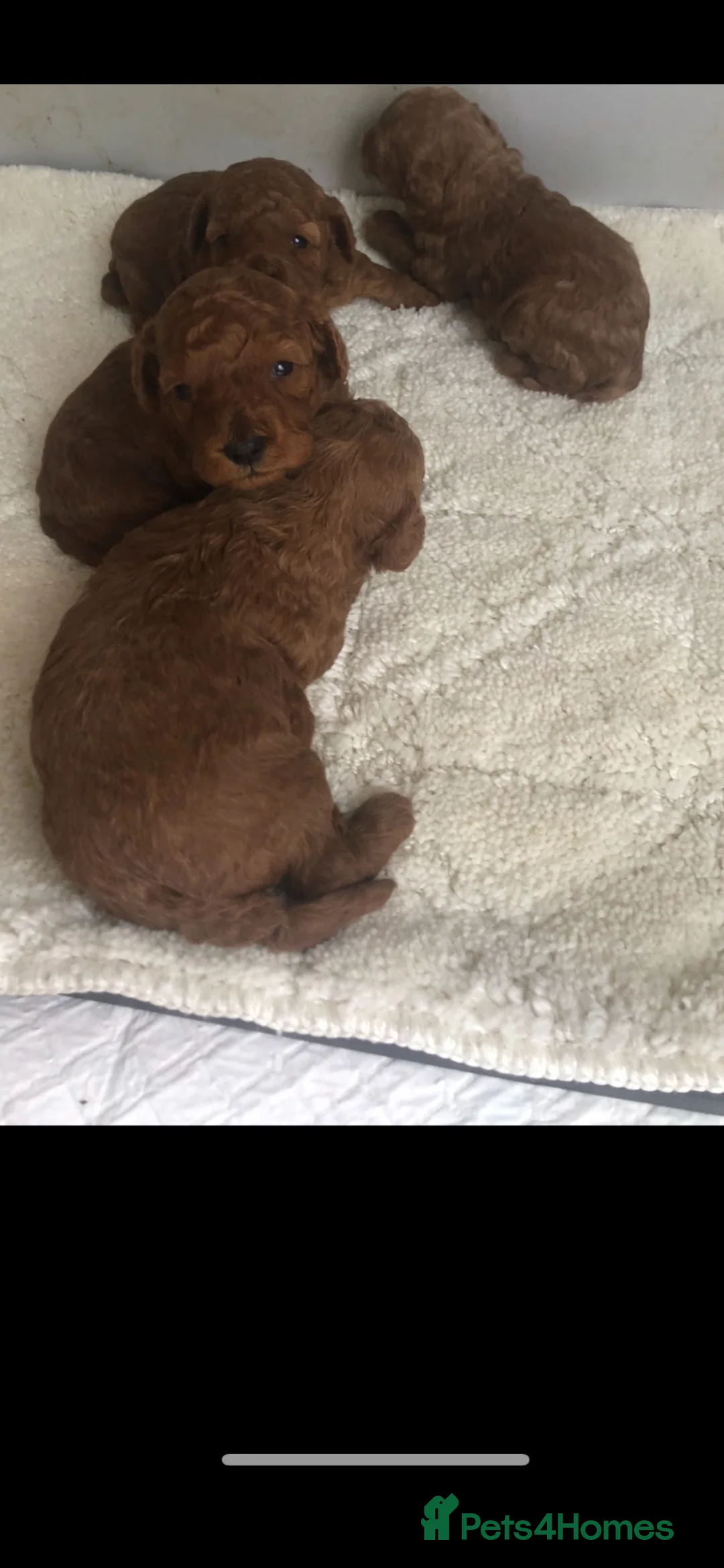 Toy Poodle dogs for sale: True toy poodle girls PRA clear  - Advert 4