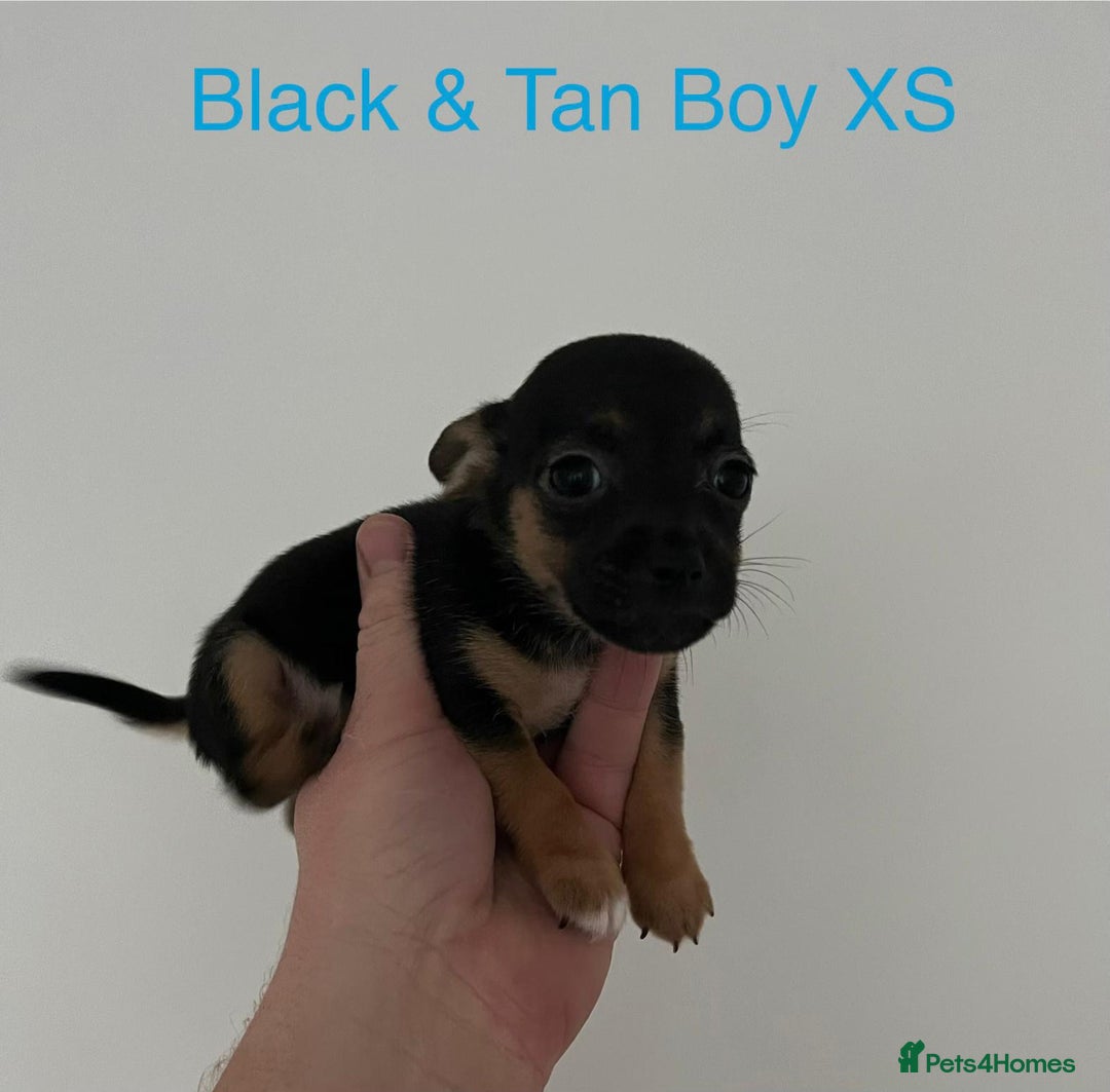 Jack Russell dogs for sale: 🌈 Jack Russells 🌈 - Image 4