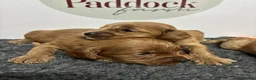 Cavapoo dogs for sale: 🌟 Beautiful Cavapoo puppies 🌟 - Advert 5