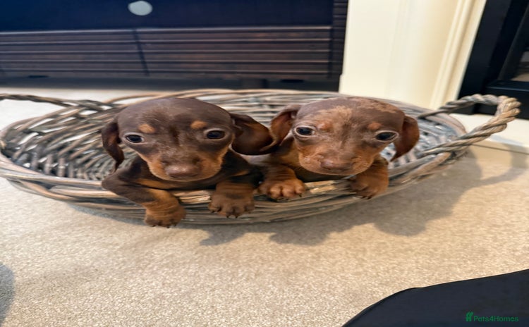 Miniature Dachshund dogs - Advert 10