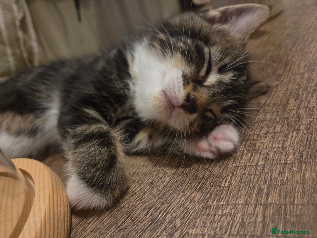 boy girl kittens for sale blackpool for sale in Blackpool - Main Image