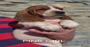 Basset Hound dogs - Advert 7