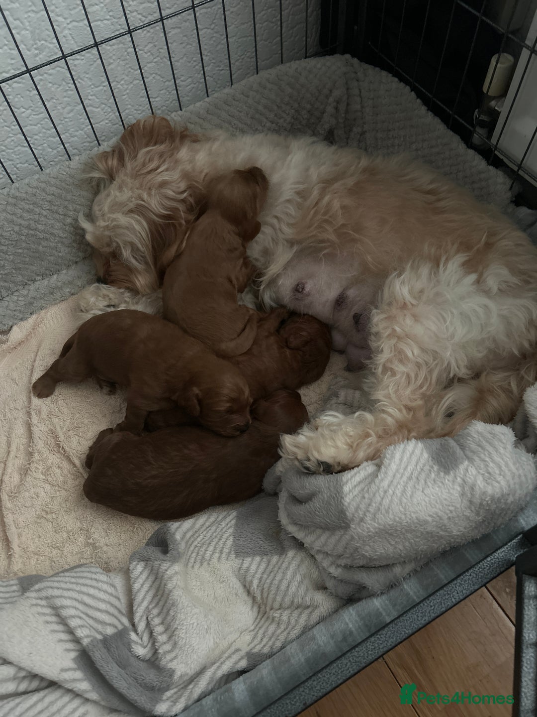 Cavapoochon dogs for sale: Cavapoo puppies  - Advert 10