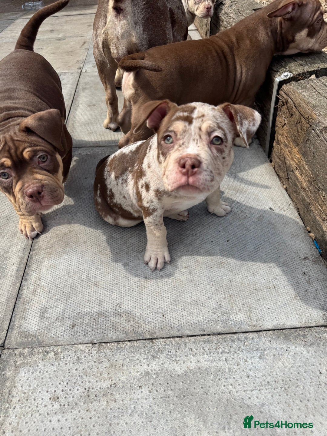 American Bully dogs for sale: American Pocket Bully’s Puppies.  - Image 2