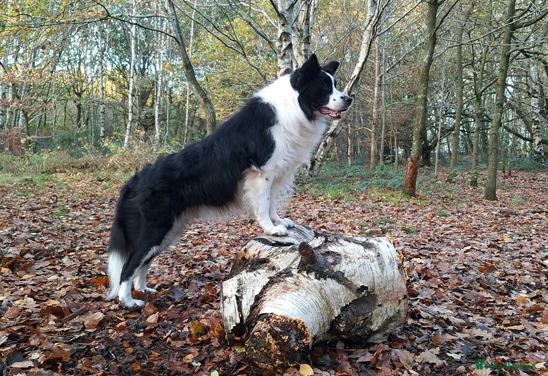 Border Collie dogs for sale: 🌟READY NOW!🌟 Stunning KC Reg Border Collie Pups  - Advert 7