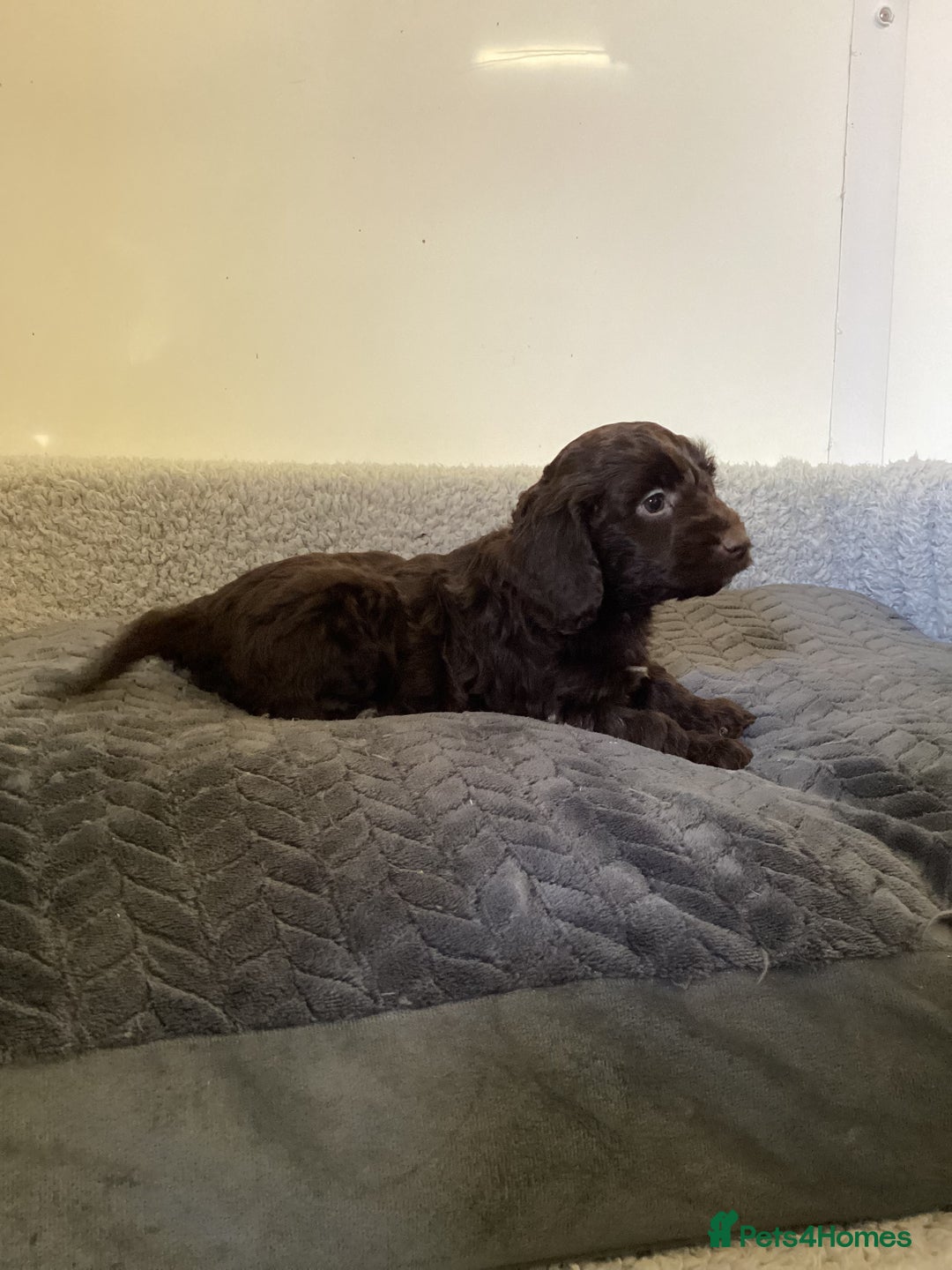 Cockapoo dogs for sale: F1 cockapoos  - Image 11