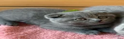 Scottish Fold cats for sale: 7 Scottish fold 😍beautiful  healthy kittens - Advert 21