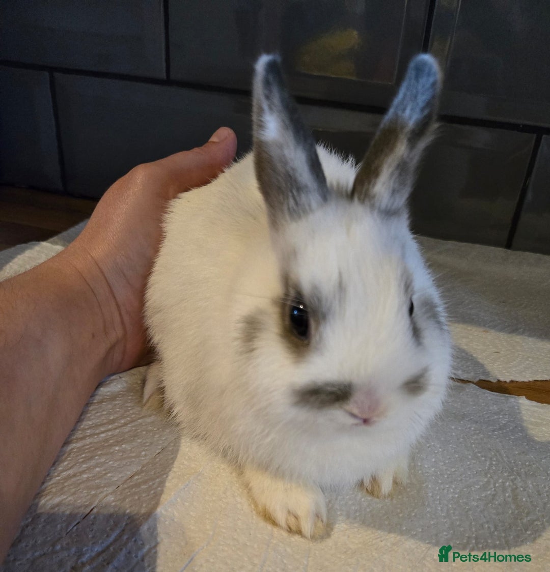 Netherland Dwarf rabbits for sale: Netherland dwarf rabbit 8 week old girl and boy  - Image 4