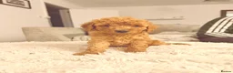 Cockapoo dogs for sale: A gorgeous litter of puppies  in Pontyclun - Advert 8