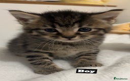 Mixed Breed cats for sale: Mixed breed Kittens for sale  - Image 2