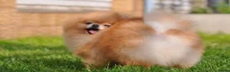 Pomeranian dogs for sale: Micro size teddy  face  - Advert 12