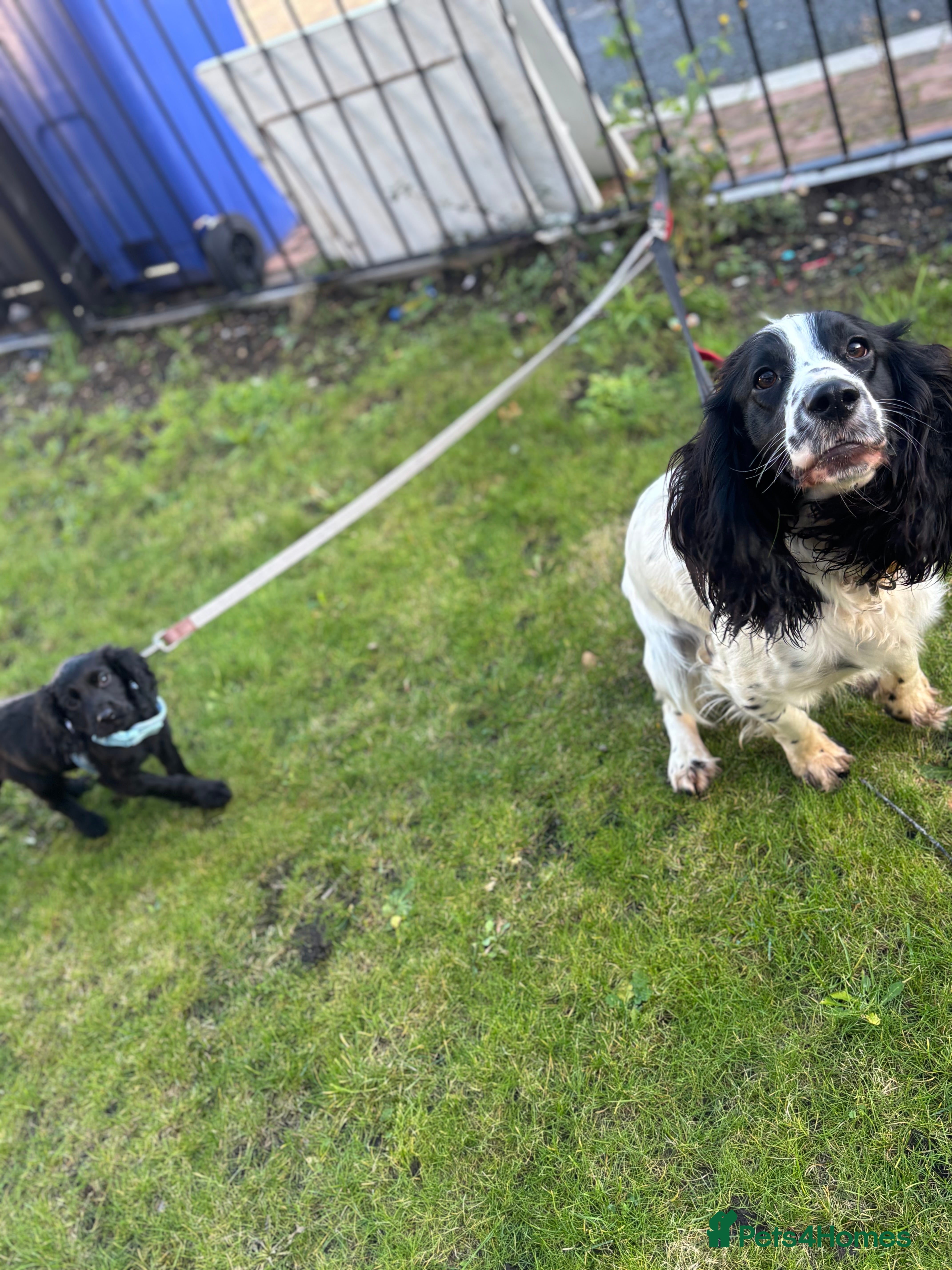Sprocker dogs Daisy and dug  - Advert 3
