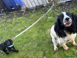 Sprocker dogs Daisy and dug - Advert 7