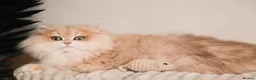 British Longhair cats for sale: Vet bred teddybear lap cats gccf - Advert 9