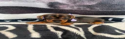 Dachshund dogs for sale: Wire hair dachshund in Walsall - Advert 9