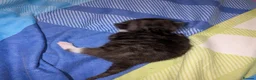 Mixed Breed cats for sale: Four kittens  - Advert 4