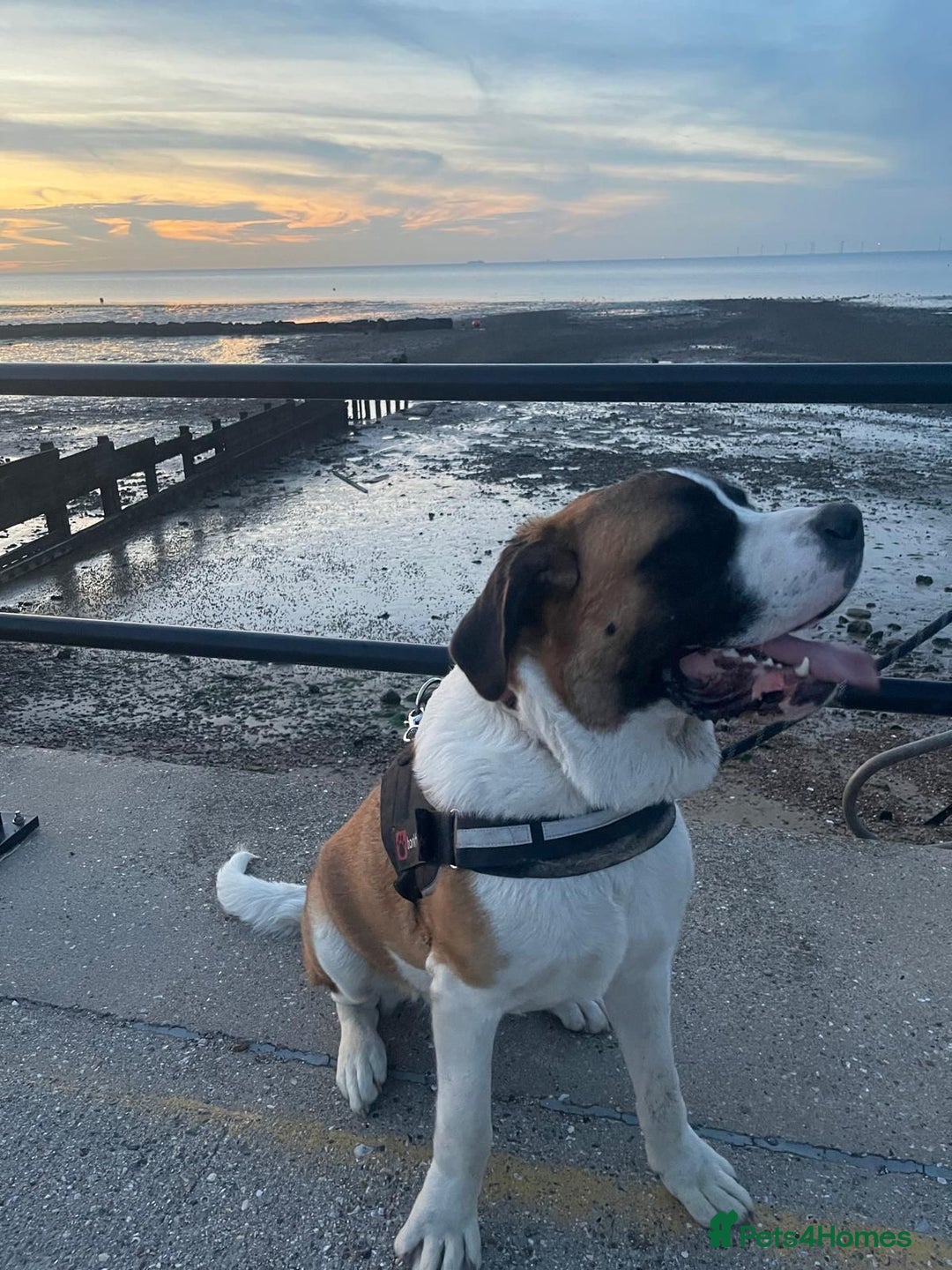 Saint Bernard dogs for sale: Lovely Saint Bernard girl  - Image 4