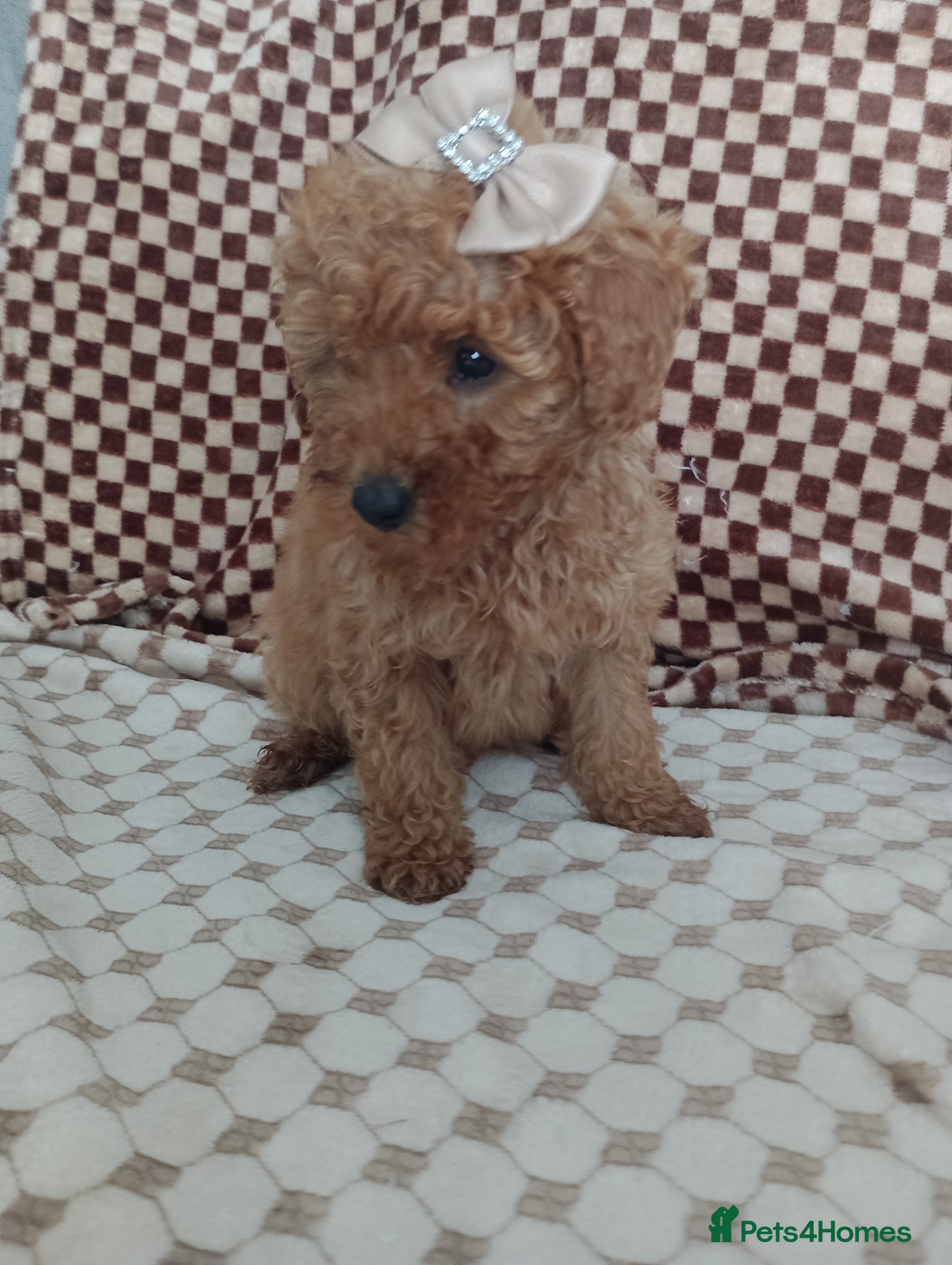 Mixed Breed dogs 🎀🌹  3 beautiful fur babys.🌹🐕 - Advert 2